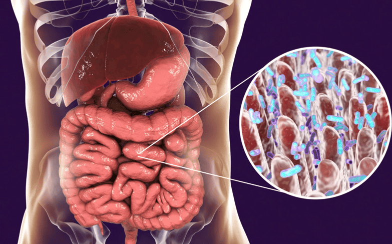 A LIGAÇÃO ENTRE O INTESTINO E O CÉREBRO: Como a Saúde Intestinal Influencia o Bem-Estar Mental na Terceira Idade